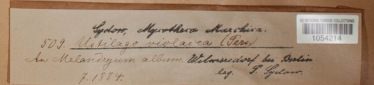 Microbotryum violaceum image